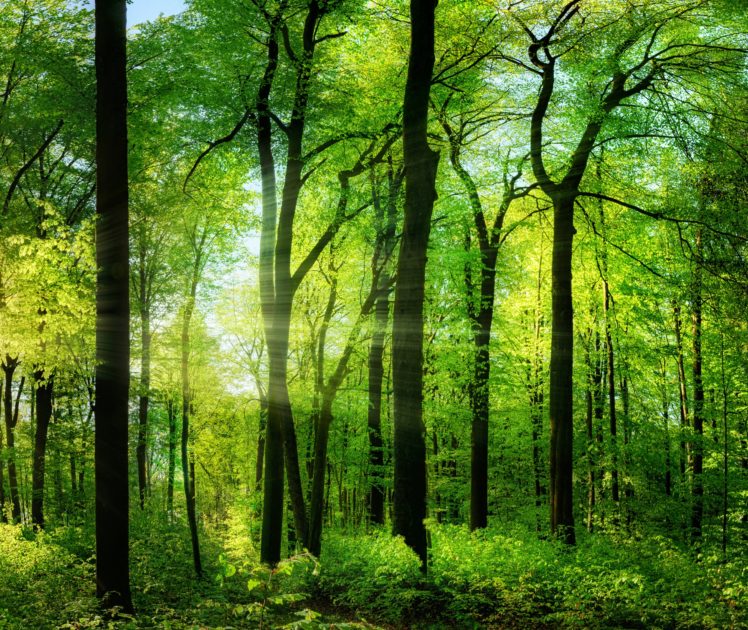 forests, Trunk, Tree, Shrubs, Trees, Nature HD Wallpaper Desktop Background