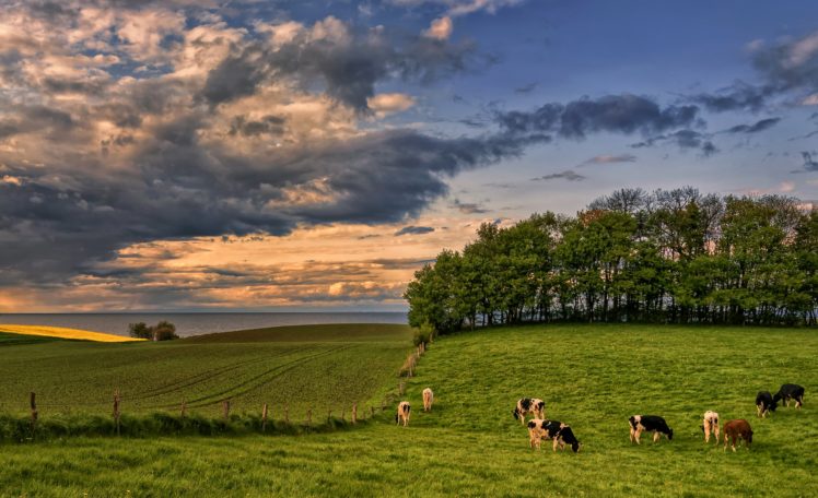 germany, Scenery, Fields, Grasslands, Cow, Sky, Clouds, Trees, Hohenhain, Nature HD Wallpaper Desktop Background