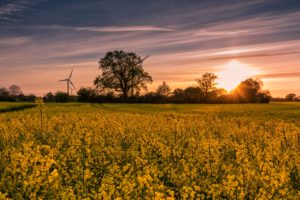 fields, Sunrises, And, Sunsets, Rapeseed, Nature