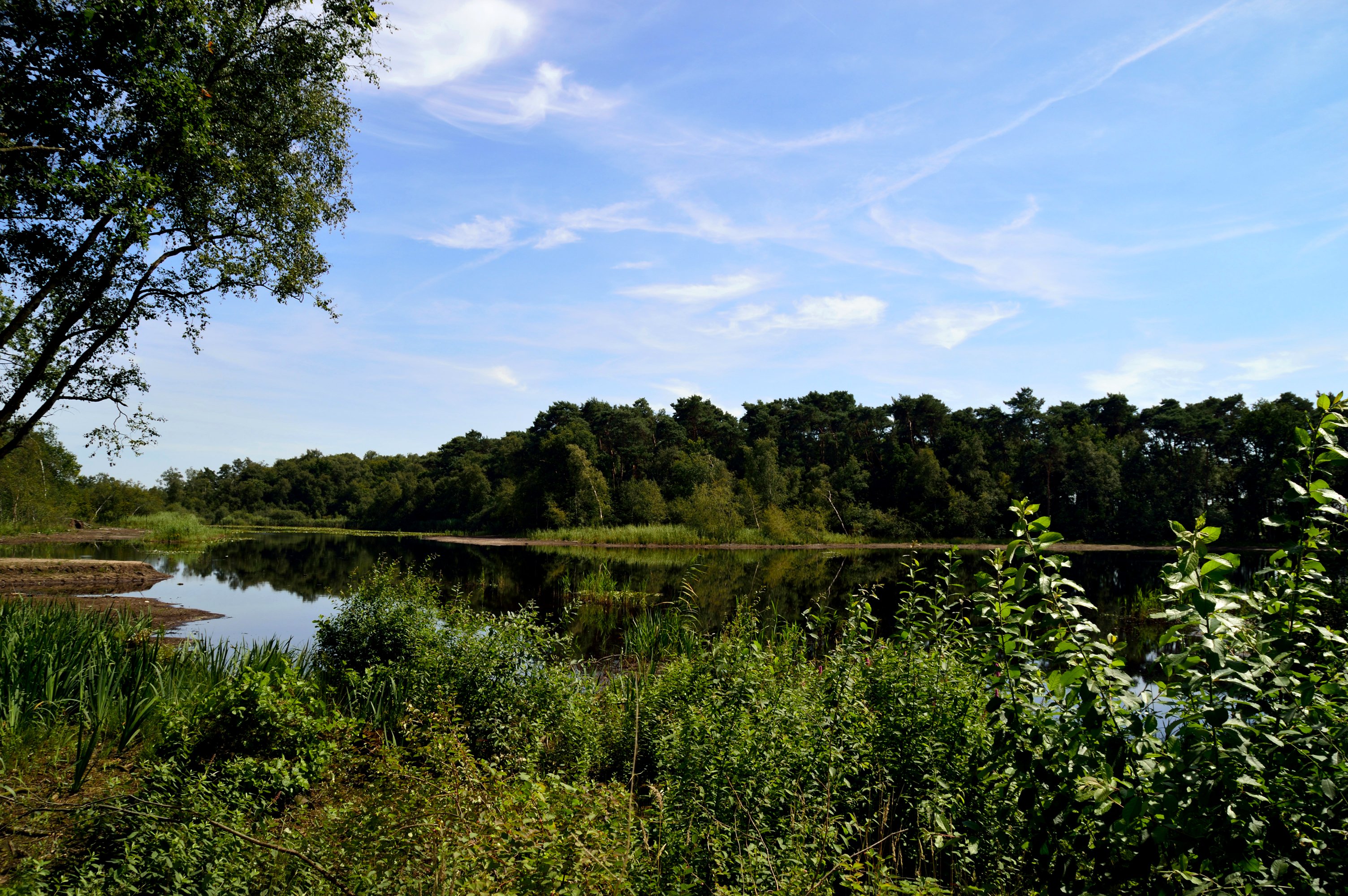 netherlands, Rivers, Forests, Shrubs, Nature Wallpapers HD / Desktop ...