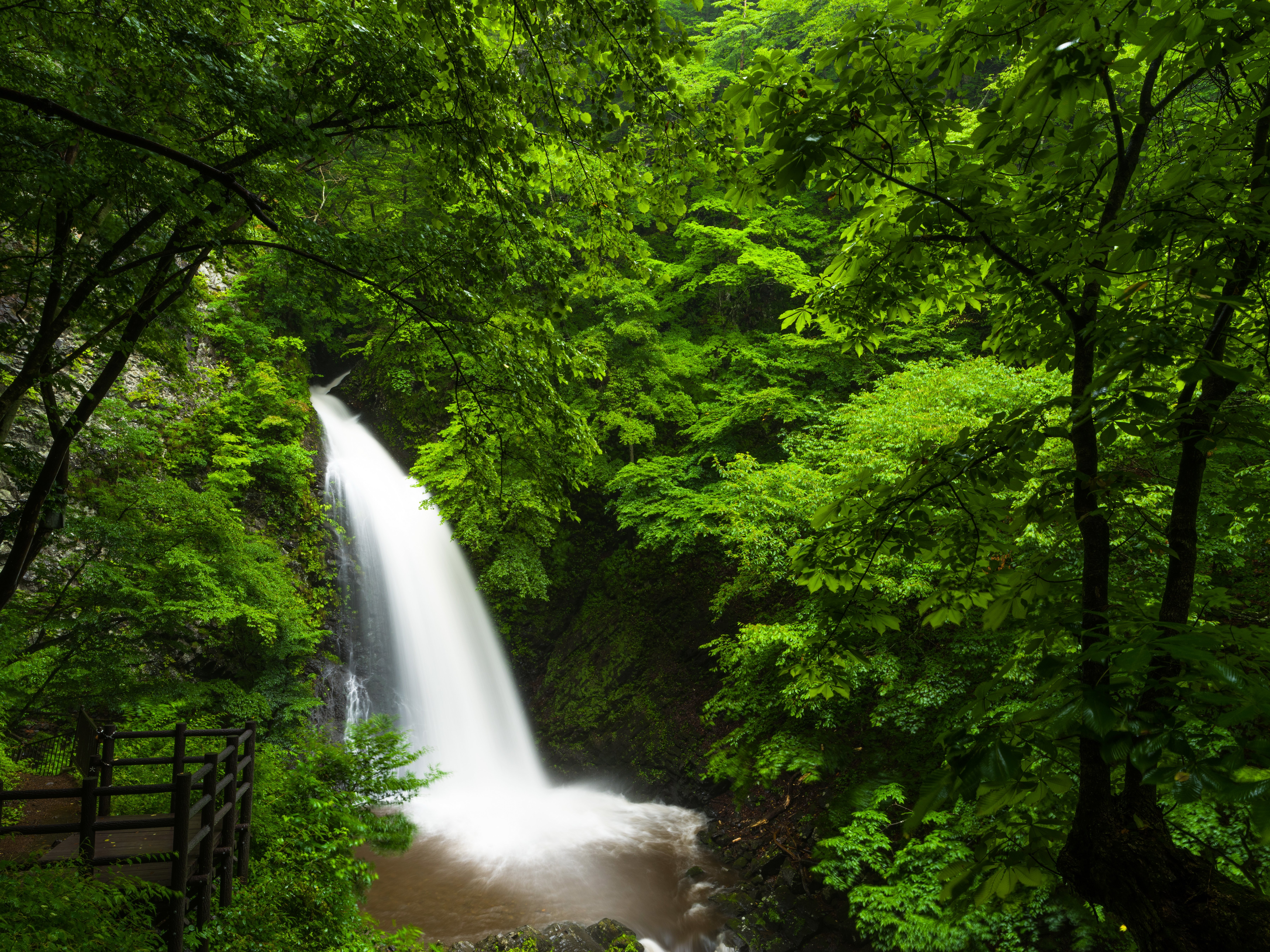 forests, Waterfalls, Nature Wallpaper