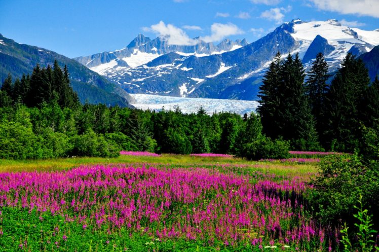 usa, Scenery, Mountains, Lupinus, Trees, Shrubs, Alaska, Nature HD Wallpaper Desktop Background