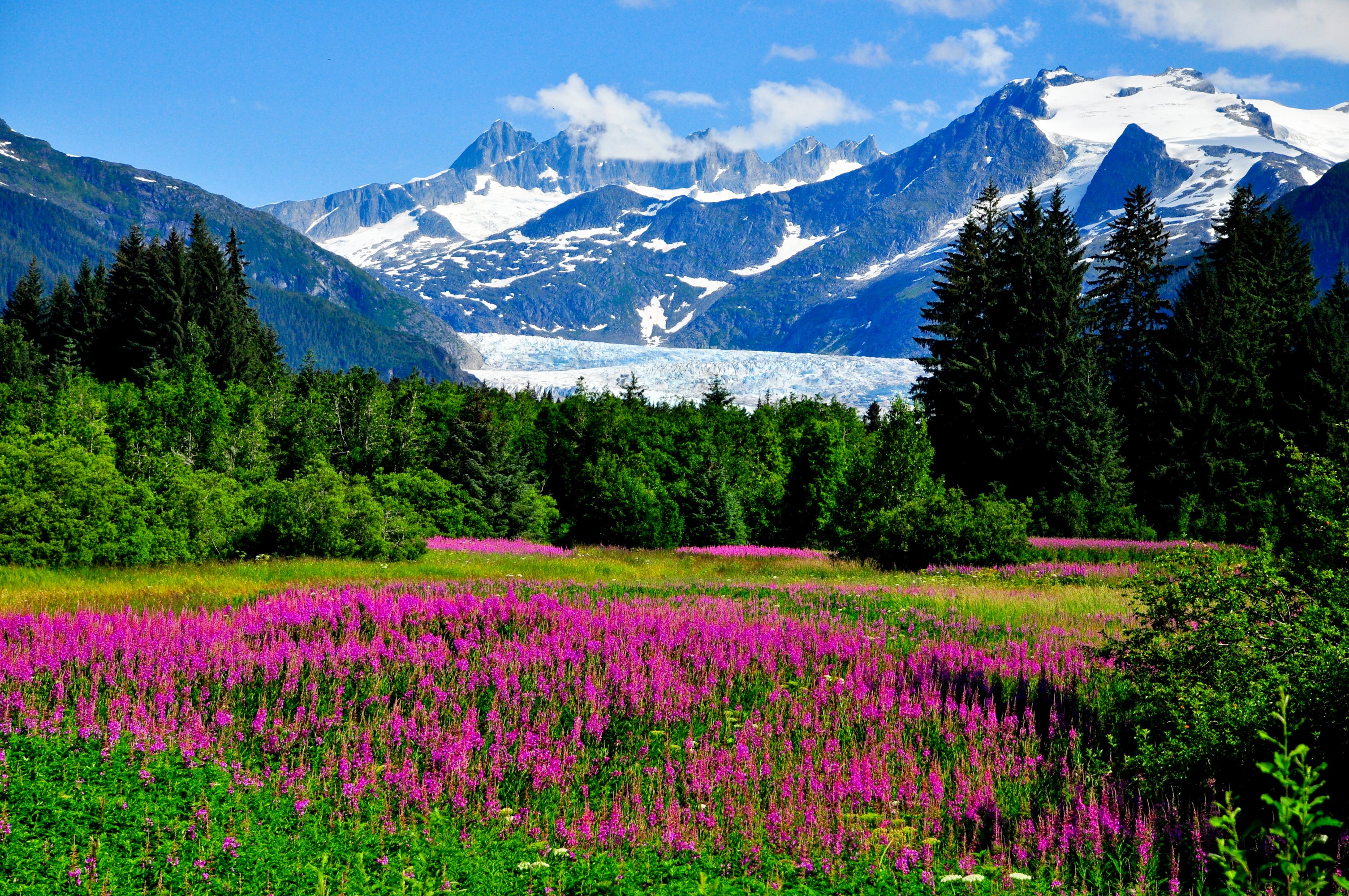 usa, Scenery, Mountains, Lupinus, Trees, Shrubs, Alaska, Nature Wallpaper