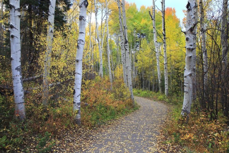 autumn, Birch, Trees, Nature HD Wallpaper Desktop Background