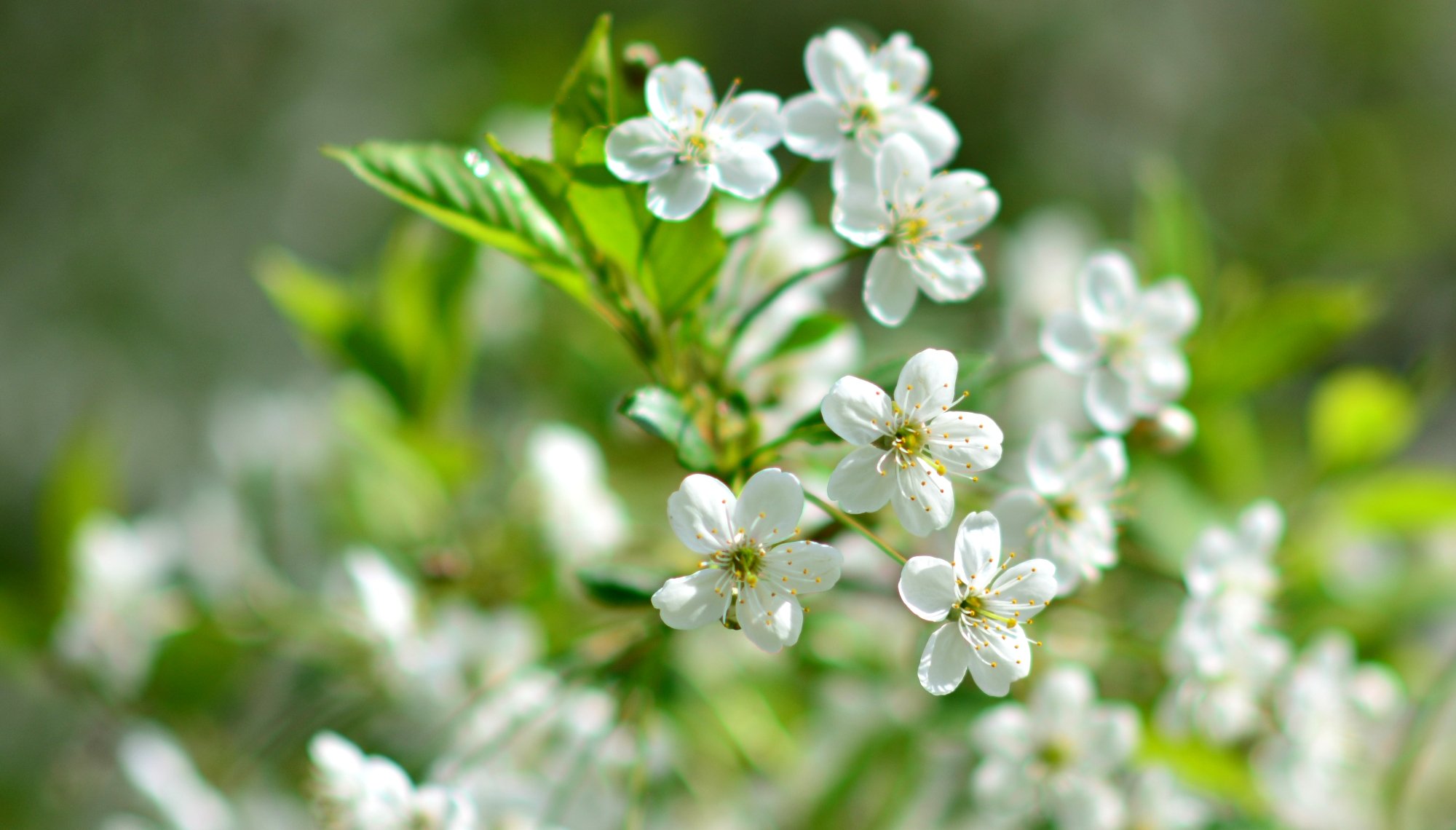 flowering, Trees, Nature Wallpaper