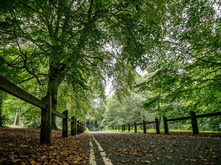 roads, Autumn, Fence, Trees, Nature HD Wallpaper Desktop Background