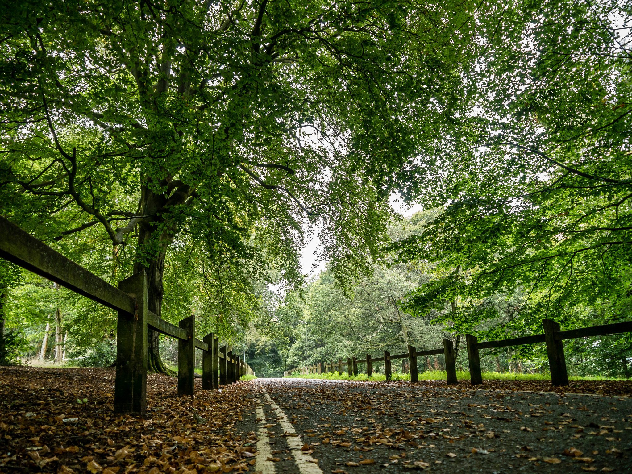 roads, Autumn, Fence, Trees, Nature Wallpaper