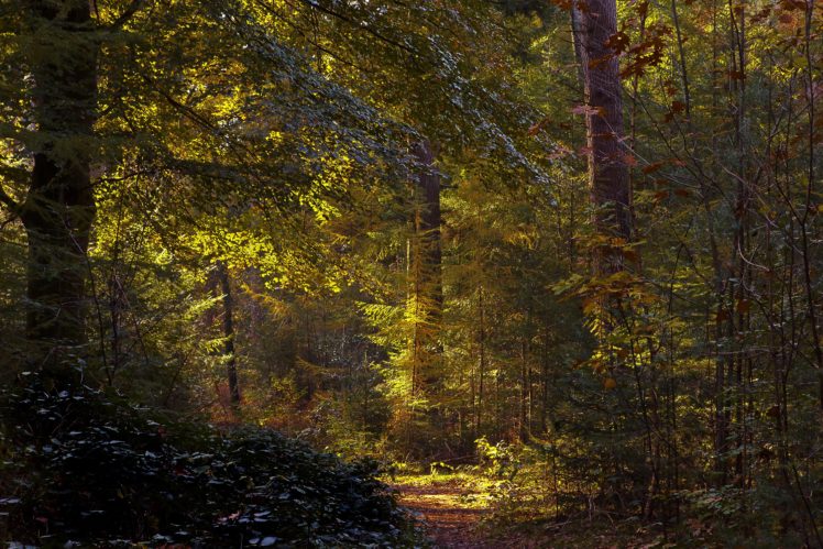 forests, Netherlands, Trees, Trunk, Tree, Baarn, Utrecht, Nature HD Wallpaper Desktop Background
