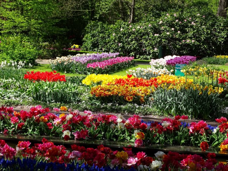 netherlands, Parks, Tulips, Daffodils, Keukenhof, Nature HD Wallpaper Desktop Background