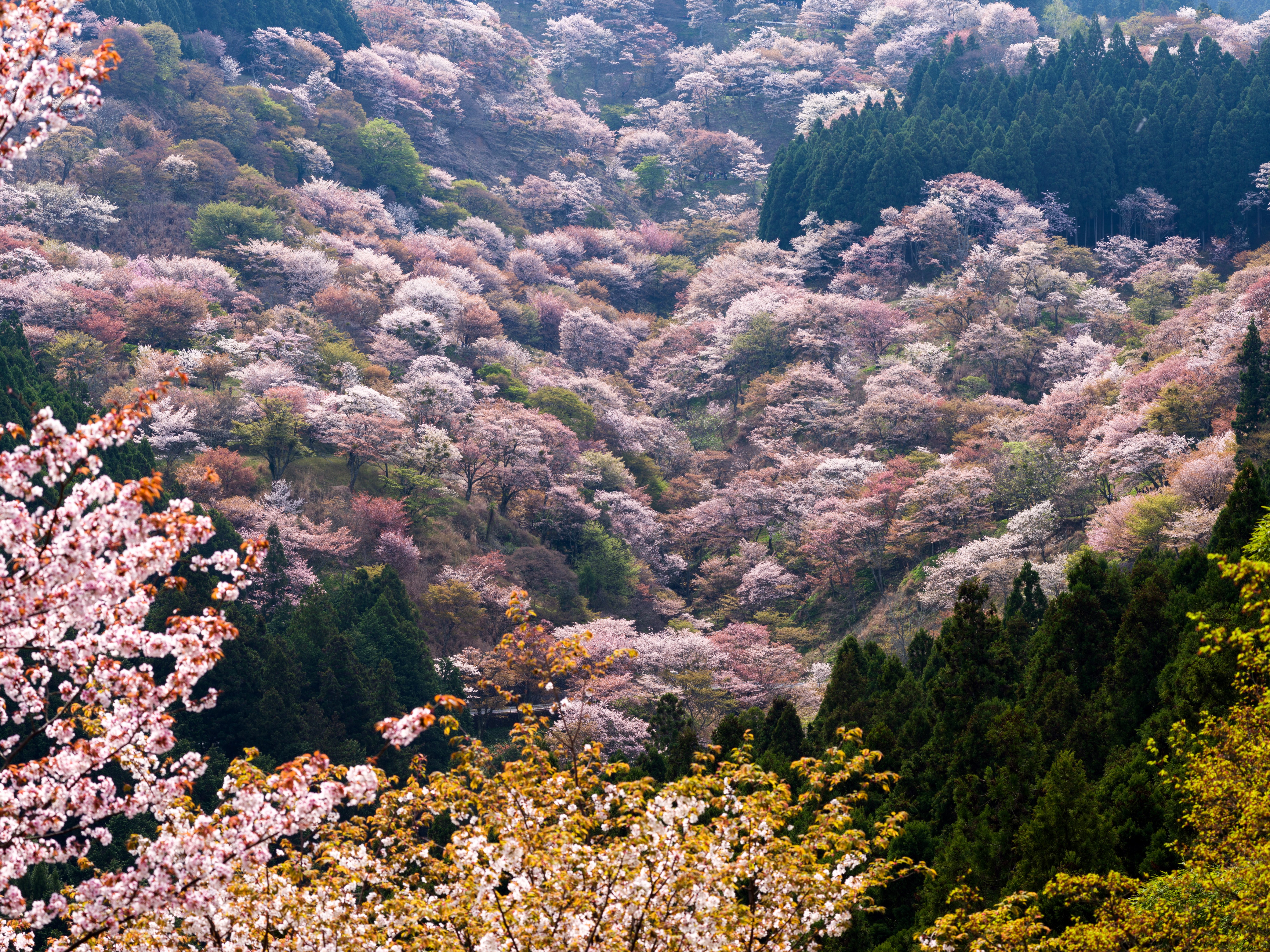 scenery, Spring, Flowering, Trees, Nature Wallpaper