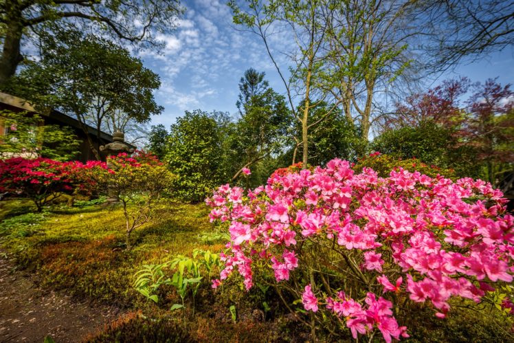 parks, Rhododendron, Shrubs, Trees, Nature HD Wallpaper Desktop Background