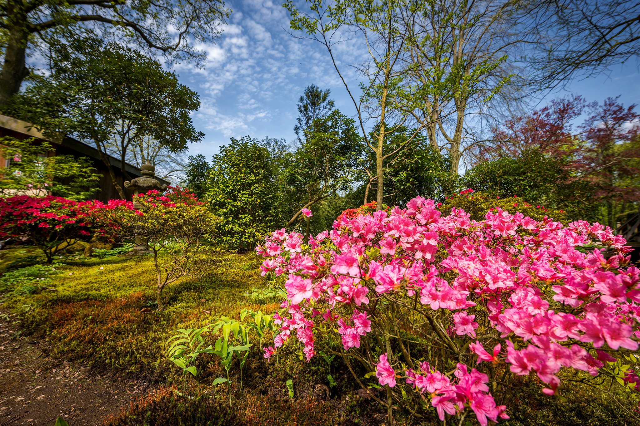 parks, Rhododendron, Shrubs, Trees, Nature Wallpaper