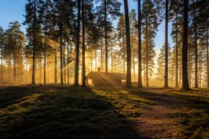sweden, Forests, Houses, Trees, Rays, Of, Light, Arvika, Nature