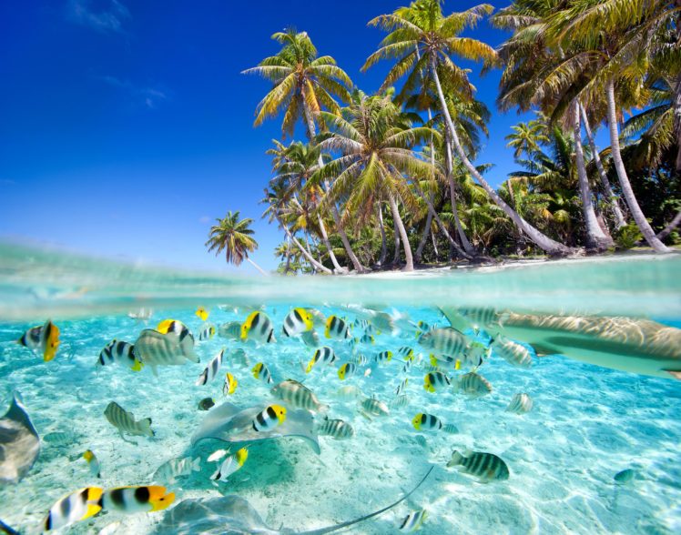 tropics, Coast, Fish, Palma, Trees, Nature HD Wallpaper Desktop Background