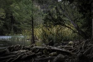 usa, Forests, Lake, Texas, Austin, Nature