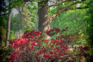 usa, Parks, Rhododendron, Trunk, Tree, Honor, Heights, Park, Nature