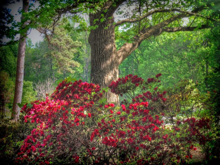 usa, Parks, Rhododendron, Trunk, Tree, Honor, Heights, Park, Nature HD Wallpaper Desktop Background
