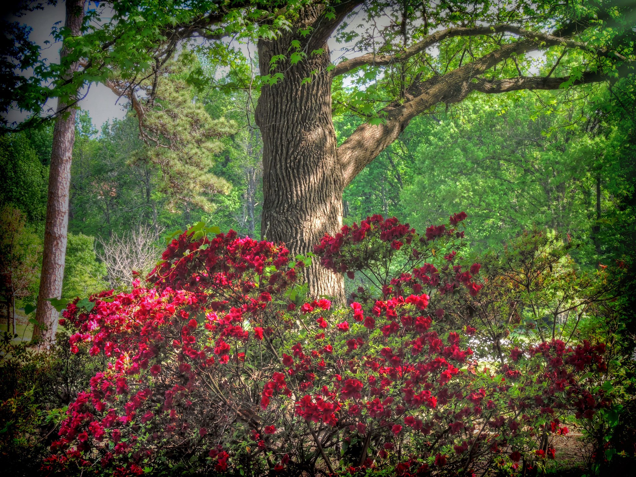 usa, Parks, Rhododendron, Trunk, Tree, Honor, Heights, Park, Nature Wallpaper