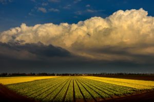 netherlands, Fields, Tulips, Sky, Clouds, Nature