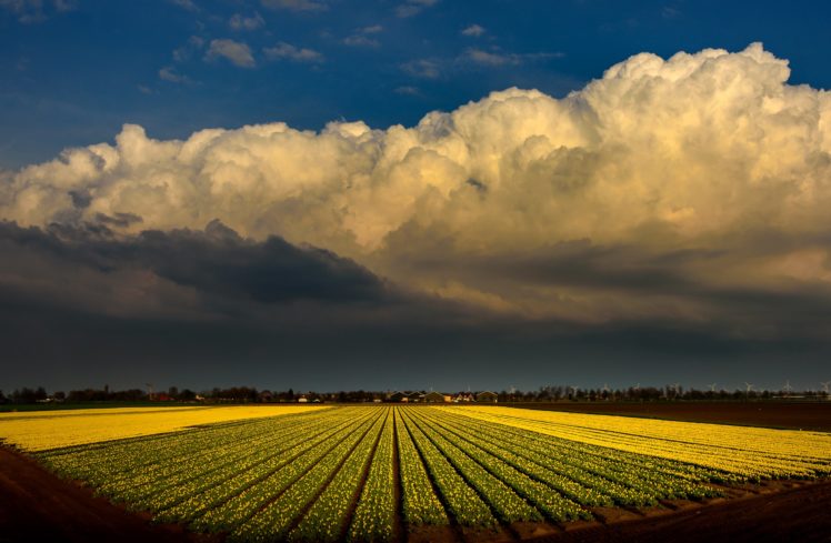 netherlands, Fields, Tulips, Sky, Clouds, Nature HD Wallpaper Desktop Background