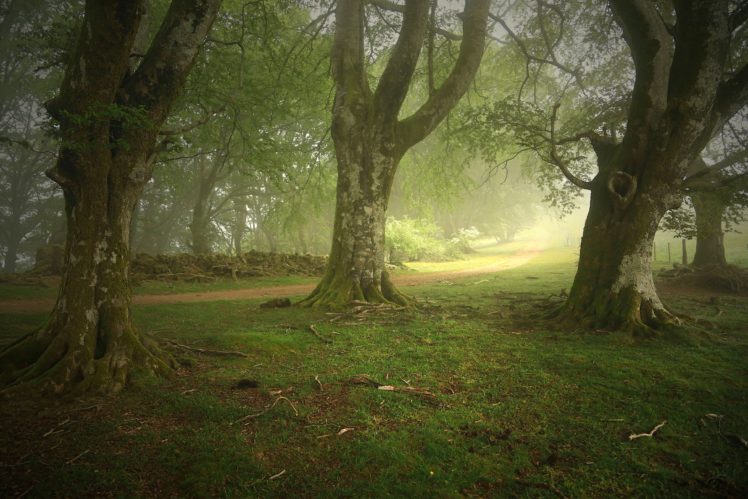 spain, Trees, Trunk, Tree, Fog, Zapitor, Navarre, Nature HD Wallpaper Desktop Background