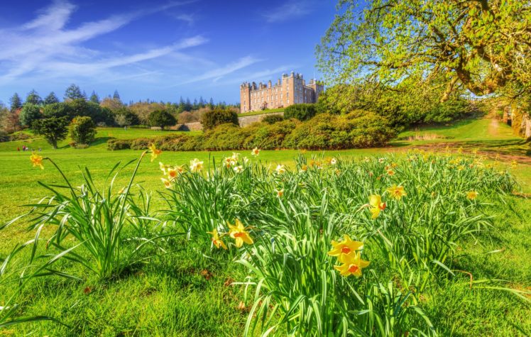 united, Kingdom, Castles, Spring, Daffodils, Shrubs, Grass, Hdr, Drumlanrig, Castle, Cities, Nature HD Wallpaper Desktop Background