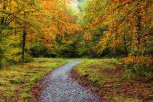 forests, Autumn, Trail, Nature