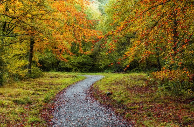 forests, Autumn, Trail, Nature HD Wallpaper Desktop Background