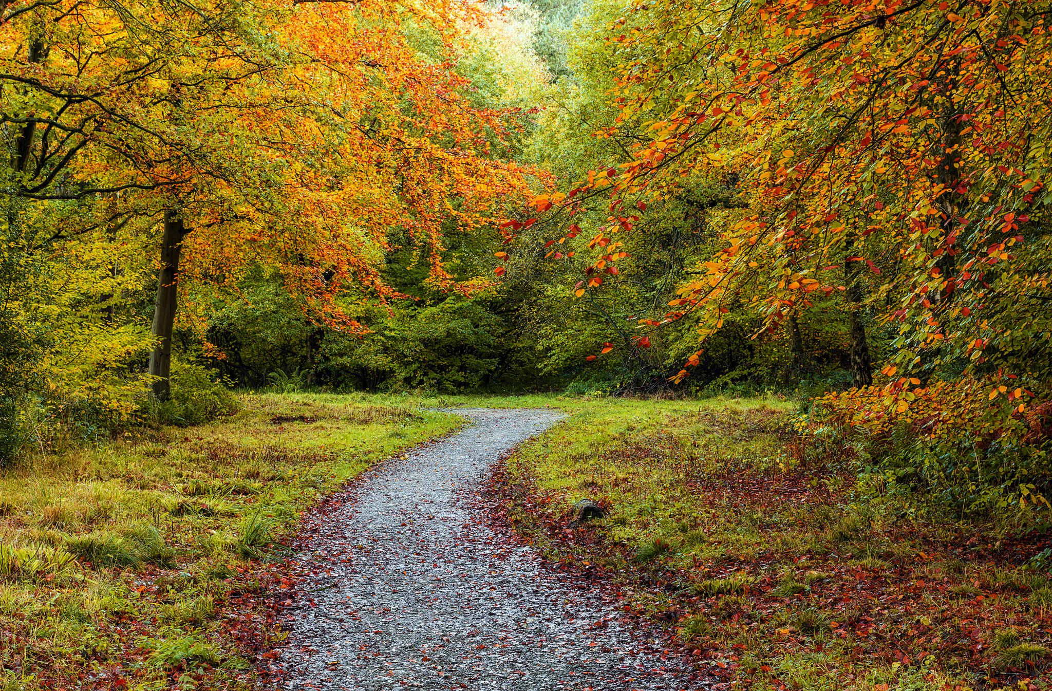 forests, Autumn, Trail, Nature Wallpapers HD / Desktop and Mobile