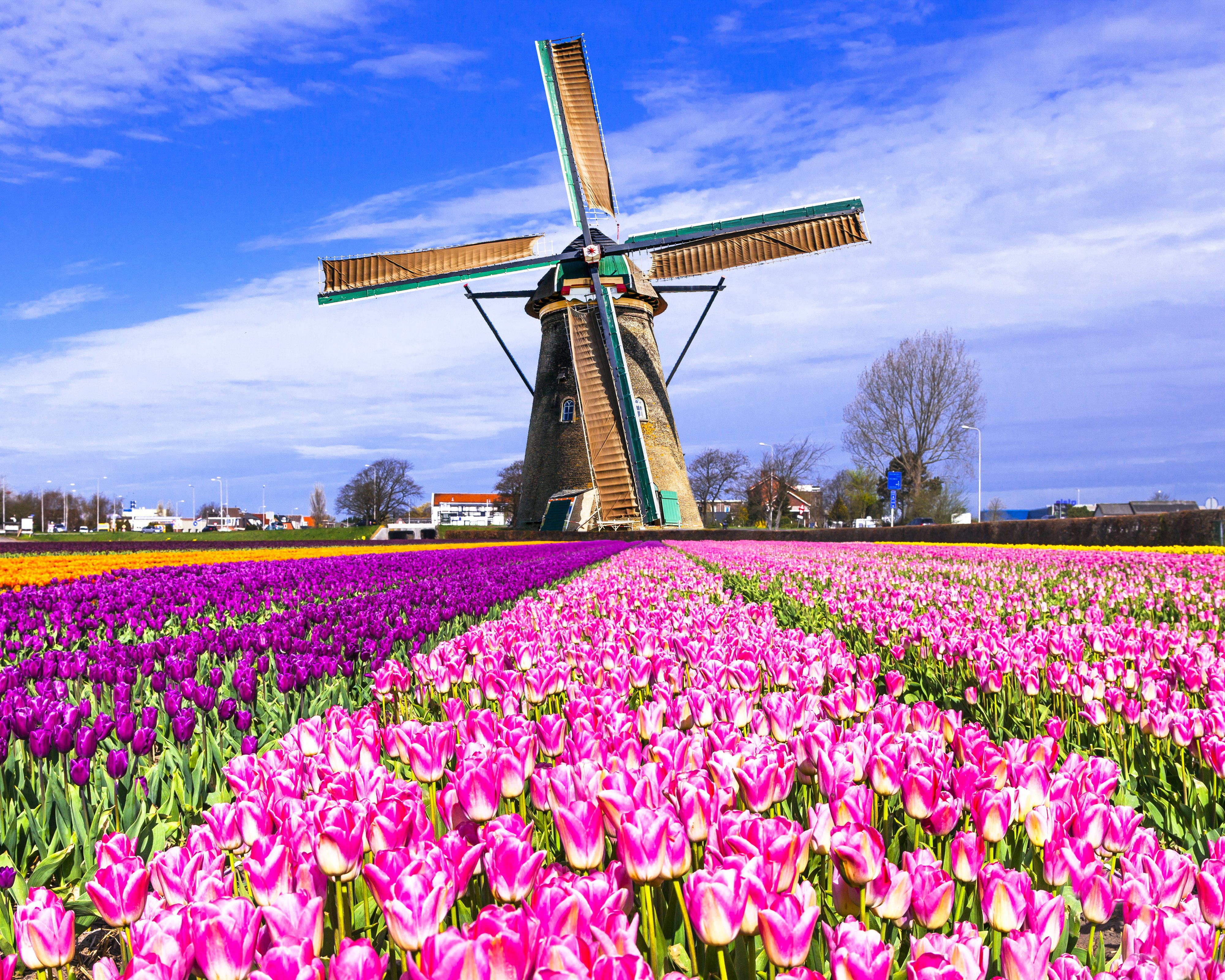 netherlands, Fields, Tulips, Many, Mill, Keukenhof, Lisse, Nature, Flowers Wallpaper