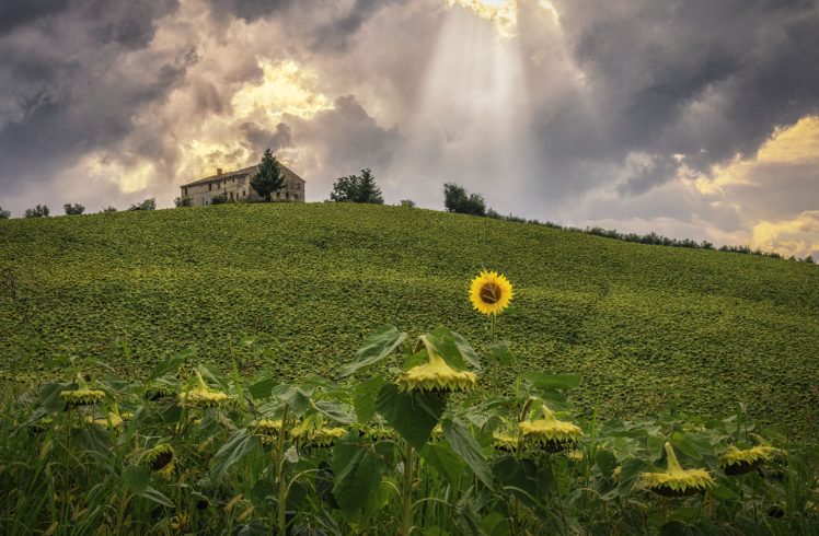 italy, Sunflowers, Fields, Nature HD Wallpaper Desktop Background