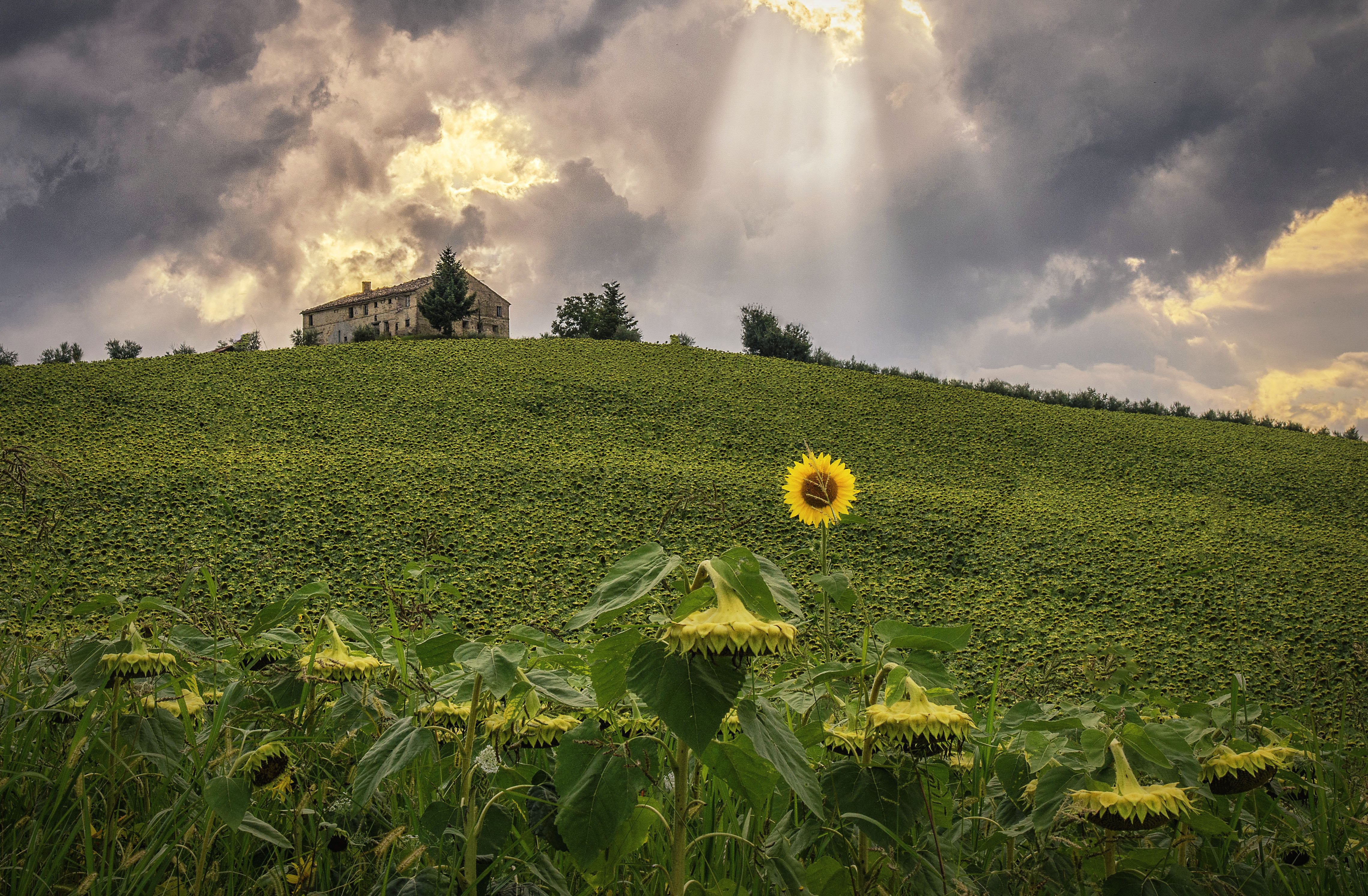 italy, Sunflowers, Fields, Nature Wallpaper