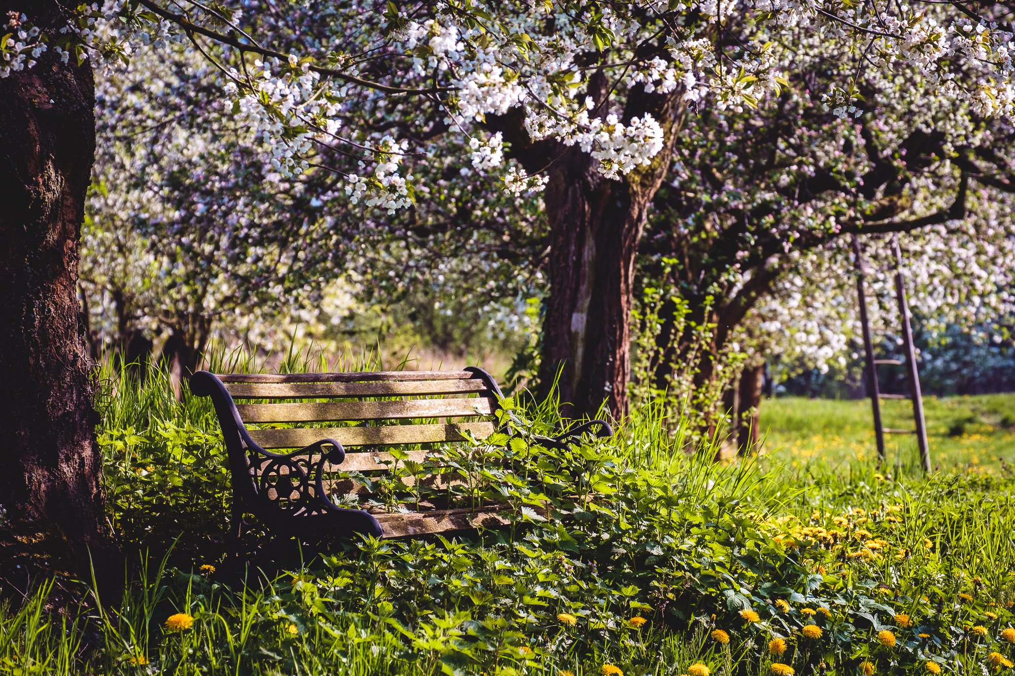 parks, Flowering, Trees, Bench, Grass, Trunk, Tree, Nature Wallpaper