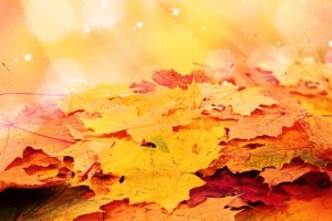 autumn, Foliage, Maple, Nature