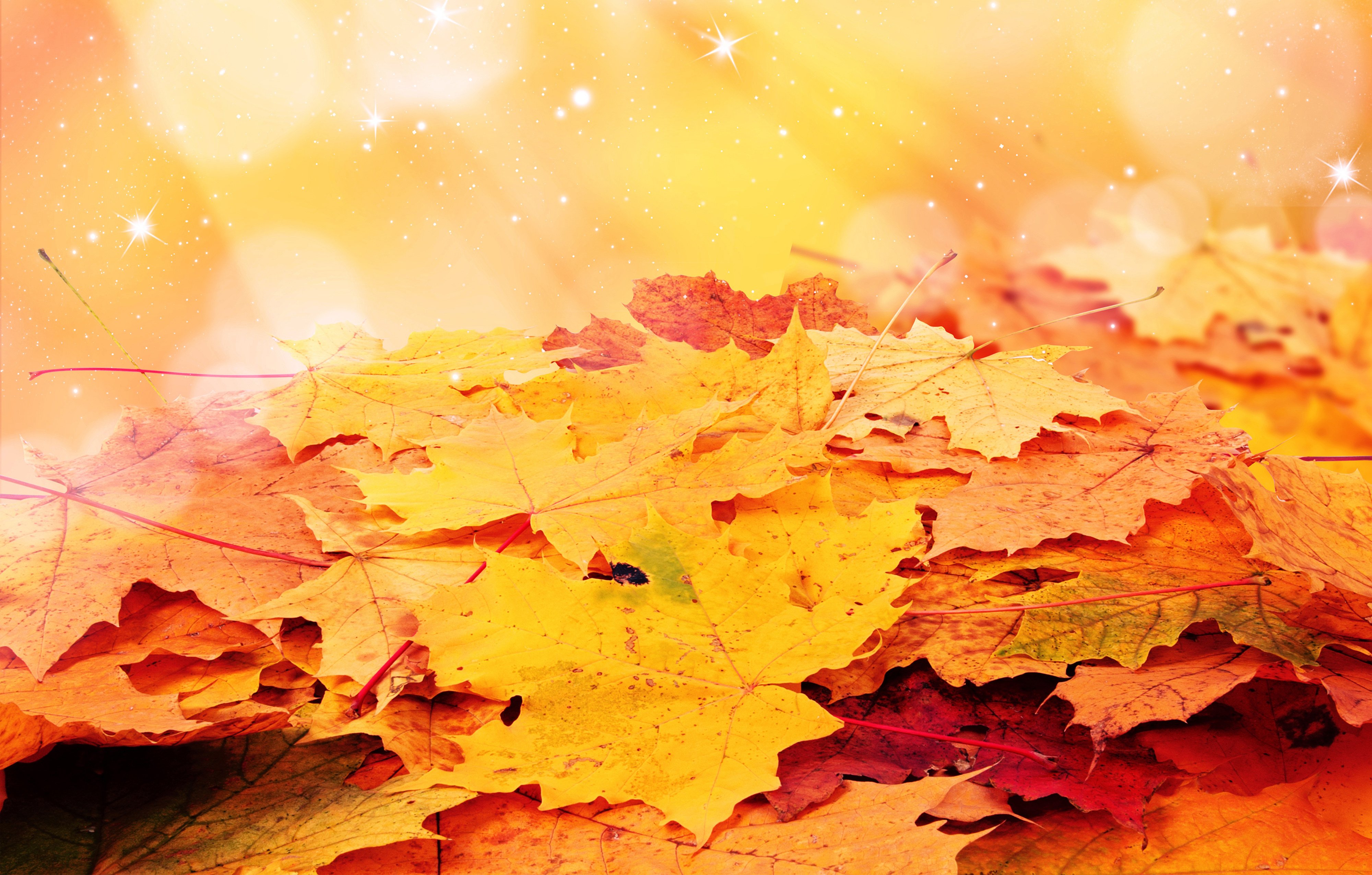 autumn, Foliage, Maple, Nature Wallpaper