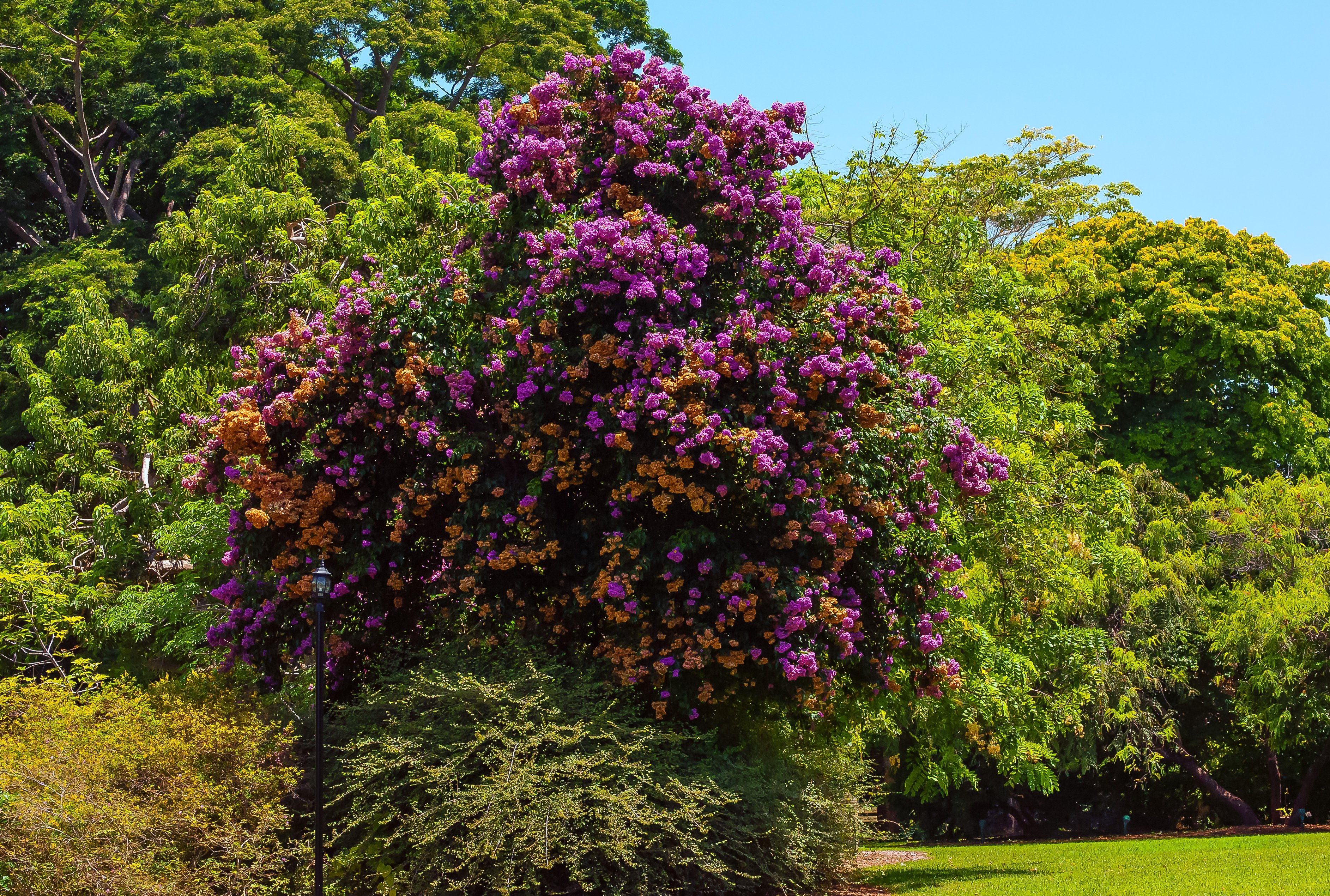 usa, Parks, Bougainvillea, Gardens, Trees, Bougainvillea ...