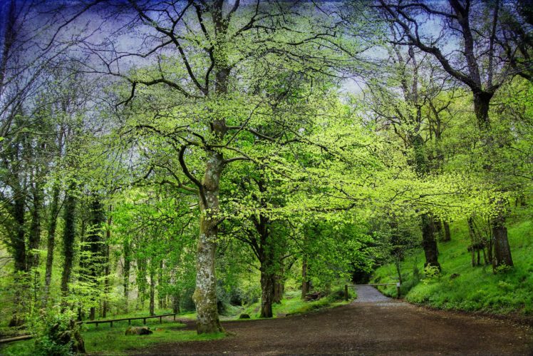 roads, Forests, Trees, Nature HD Wallpaper Desktop Background