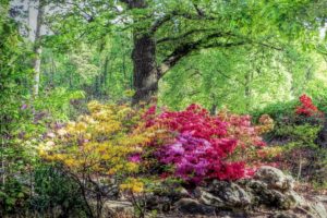 usa, Parks, Spring, Rhododendron, Trees, Honor, Heights, Park, Nature
