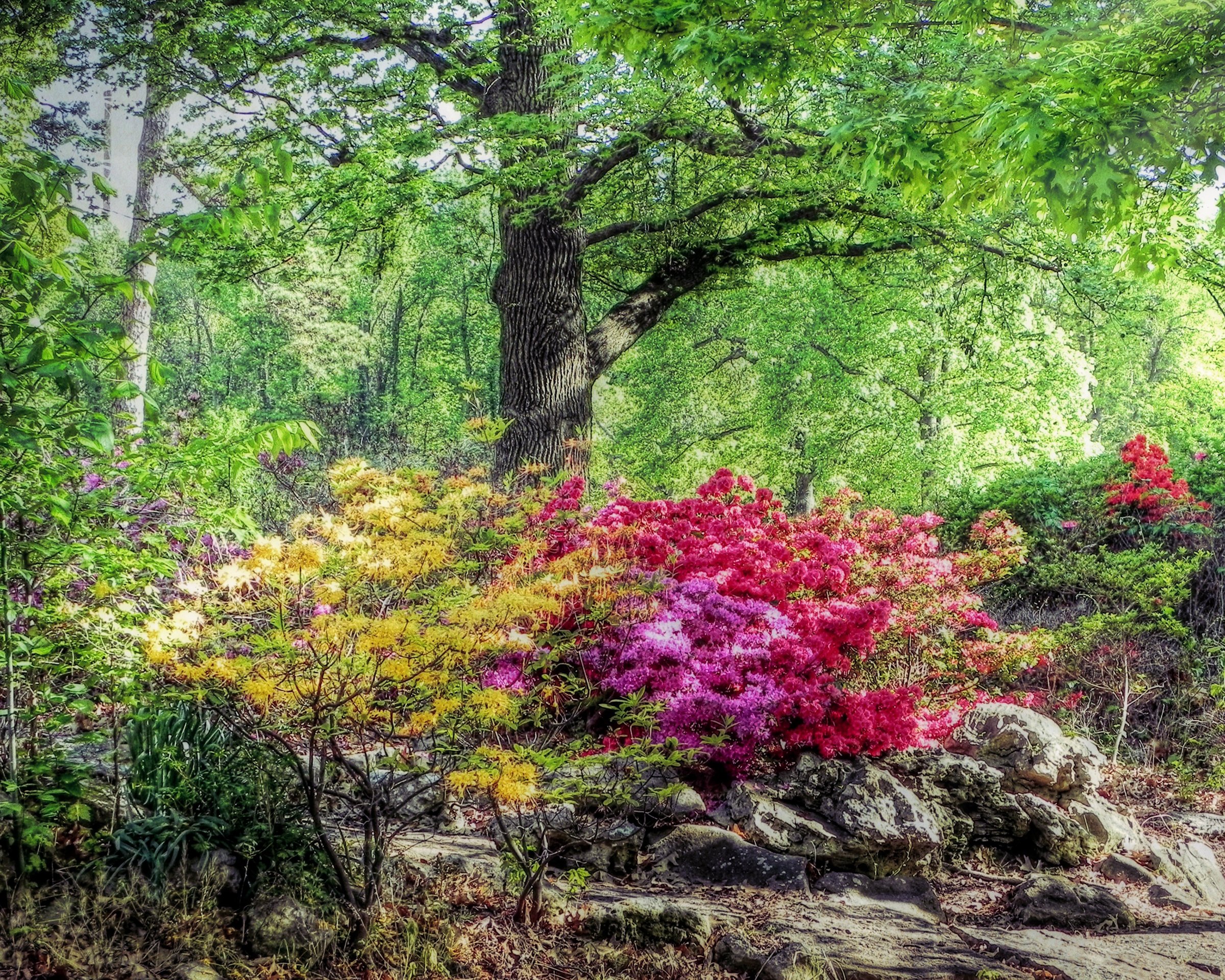 usa, Parks, Spring, Rhododendron, Trees, Honor, Heights, Park, Nature Wallpaper