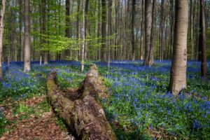 belgium, Forests, Spring, Trunk, Tree, Trees, Hallerbos, Nature