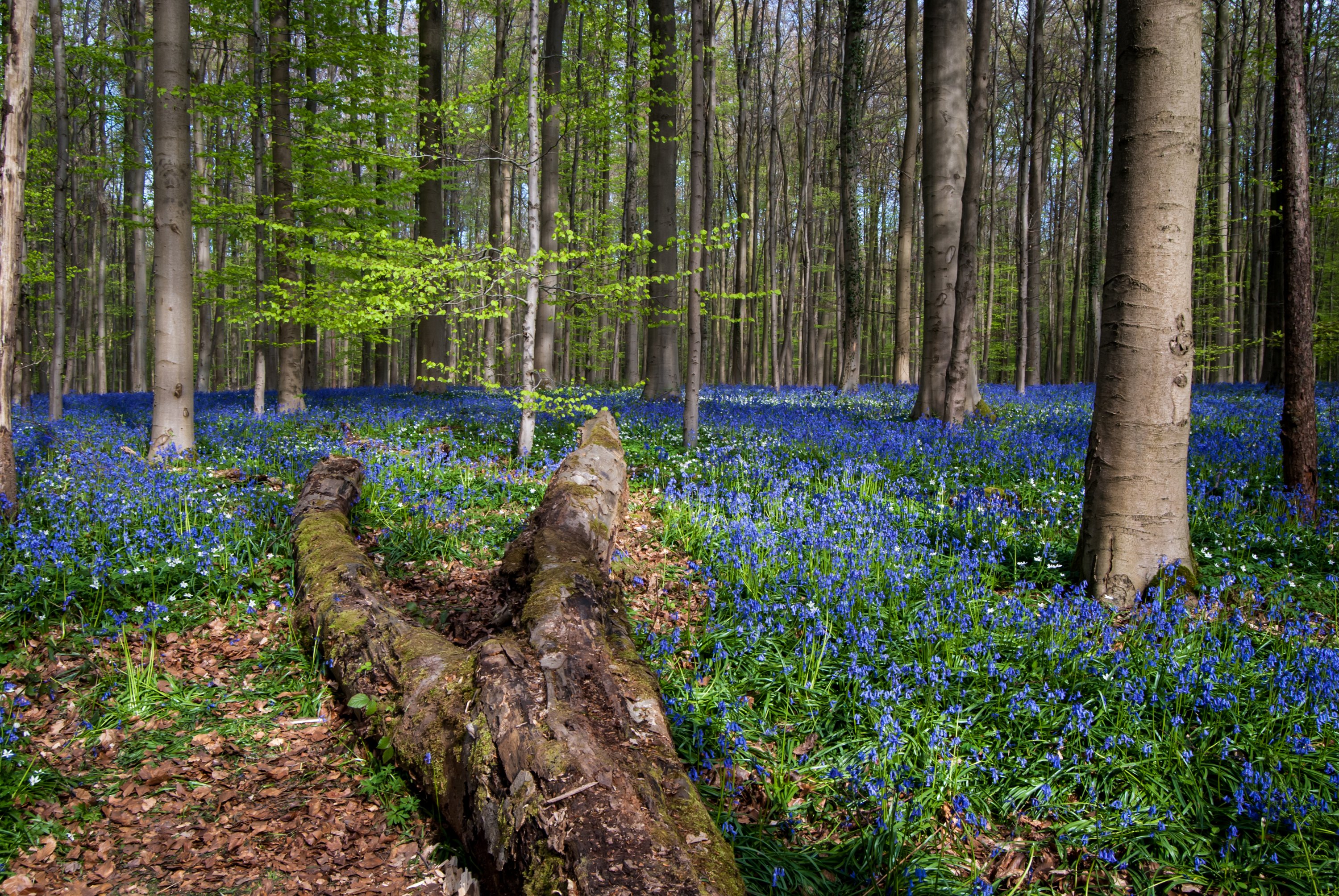 belgium, Forests, Spring, Trunk, Tree, Trees, Hallerbos, Nature Wallpaper