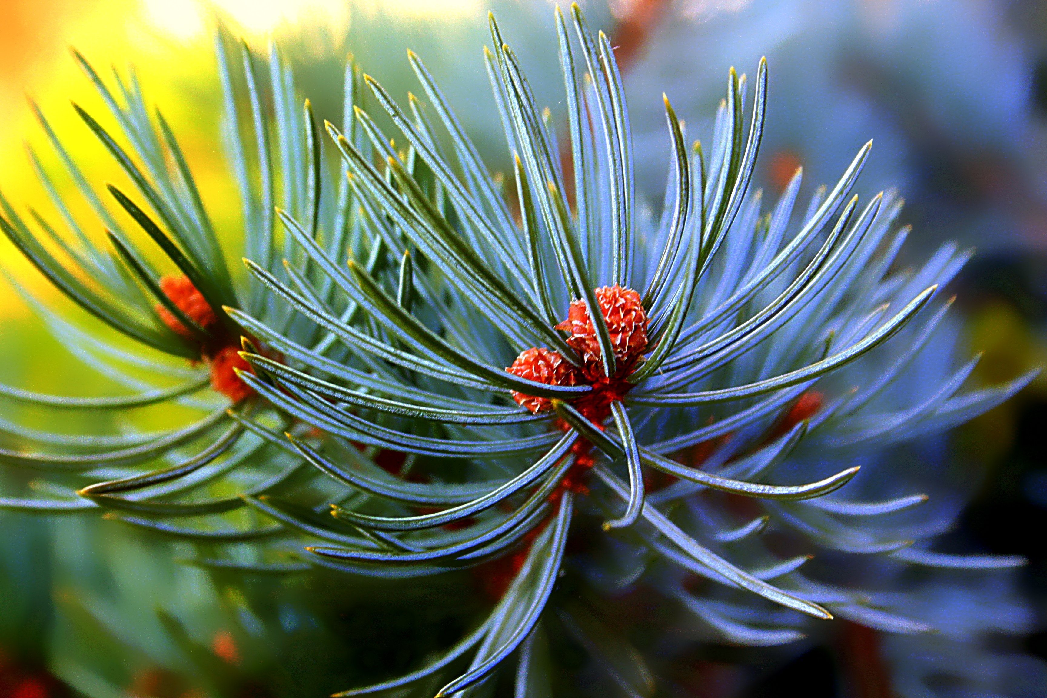 closeup, Branches, Pine, Needles, Nature