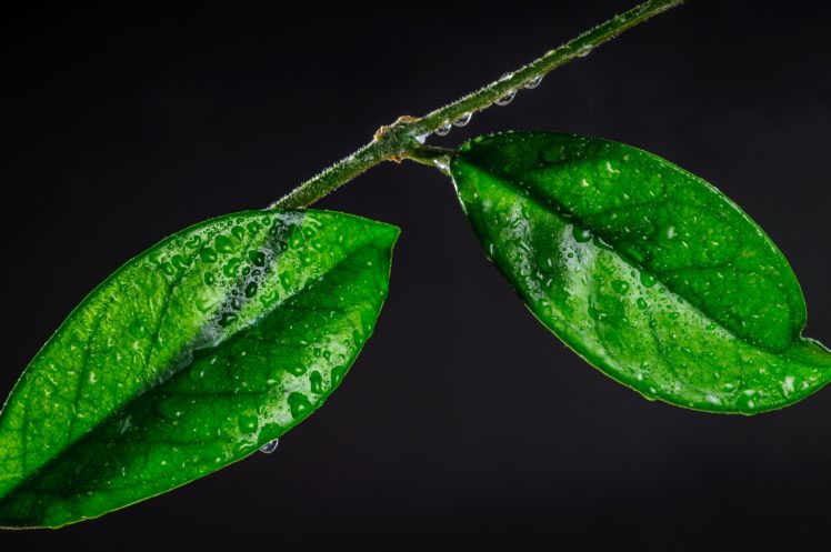 closeup, Foliage, Drops, Green, Nature HD Wallpaper Desktop Background