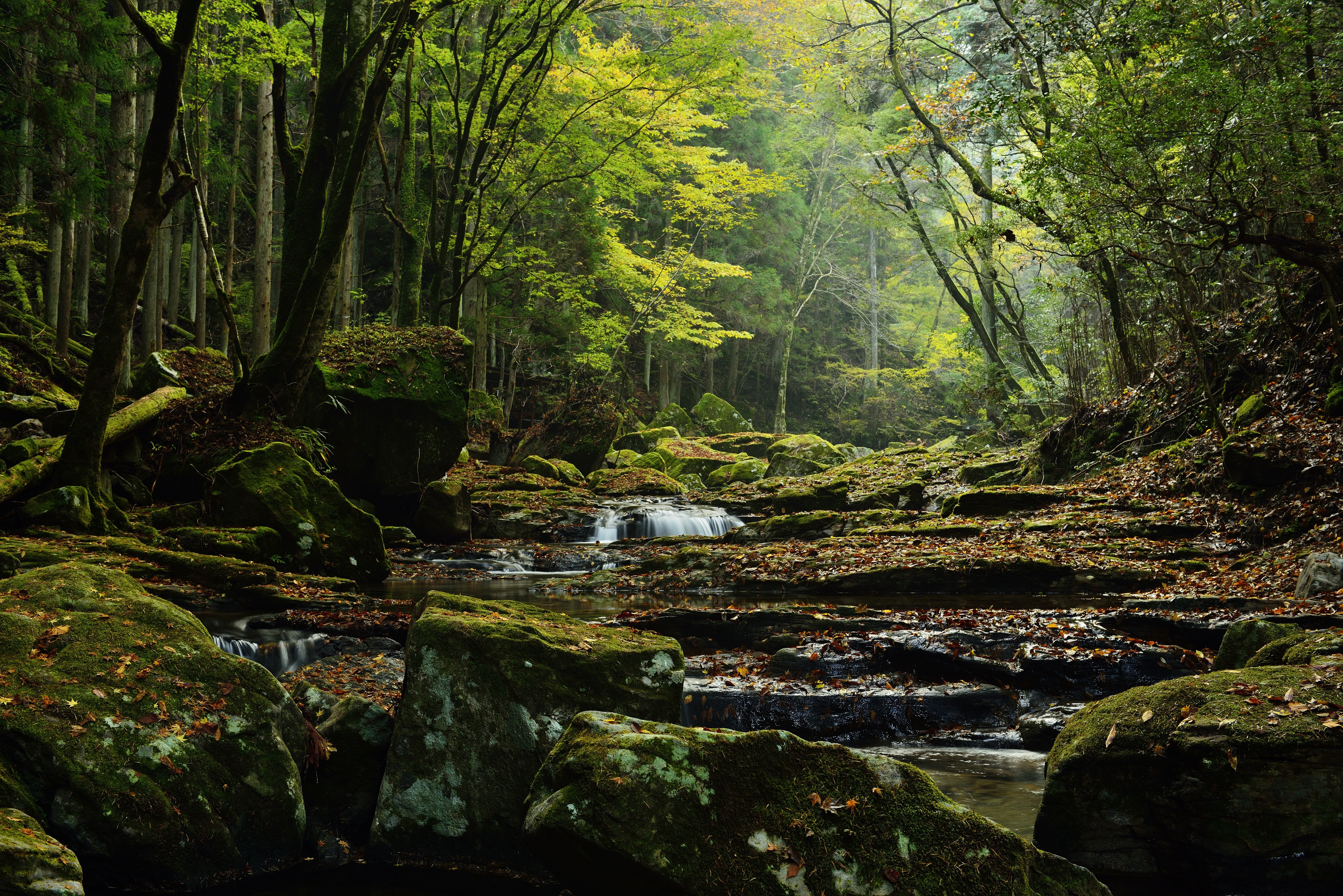 forests, Stones, Trees, Moss, Stream, Nature Wallpaper