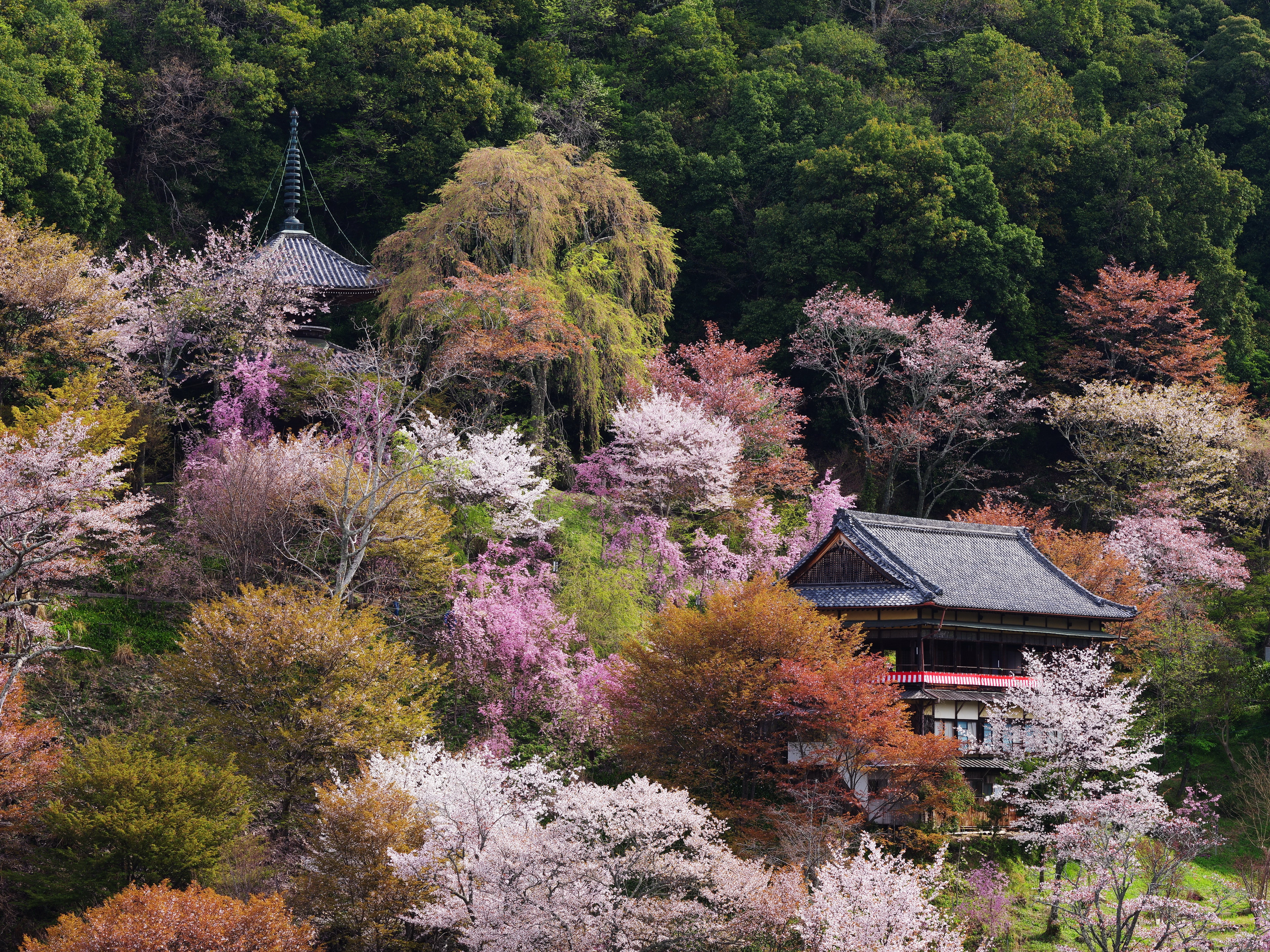 flowering, Trees, Houses Wallpaper