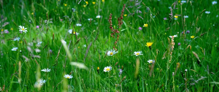 grasslands, Grass, Nature HD Wallpaper Desktop Background
