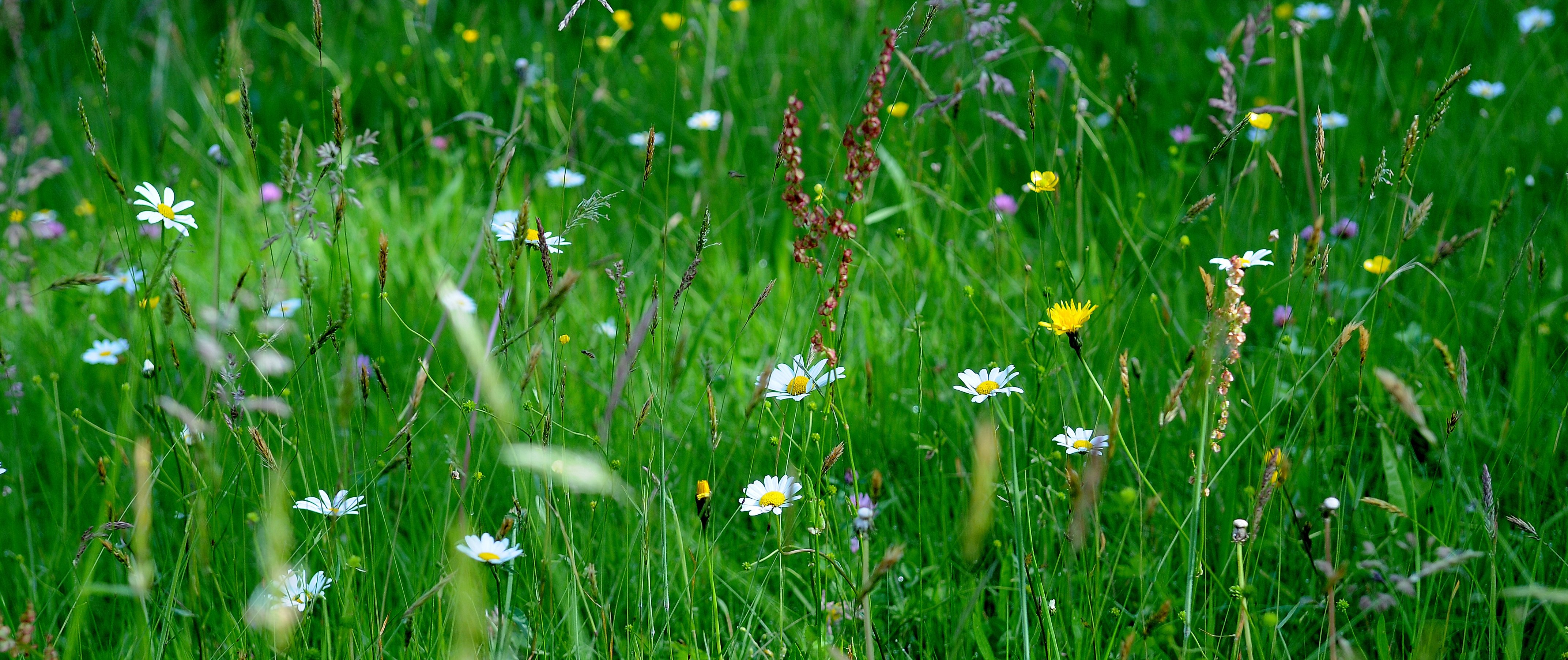 grasslands, Grass, Nature Wallpaper