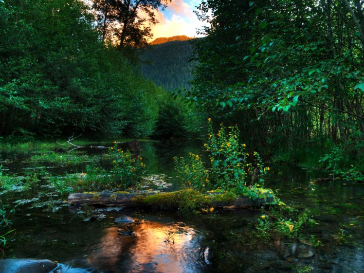 pond, Forests, Trees, Nature HD Wallpaper Desktop Background