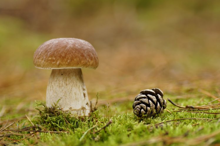 mushrooms, Nature, Pine, Cone, Moss, Porcini, Nature HD Wallpaper Desktop Background