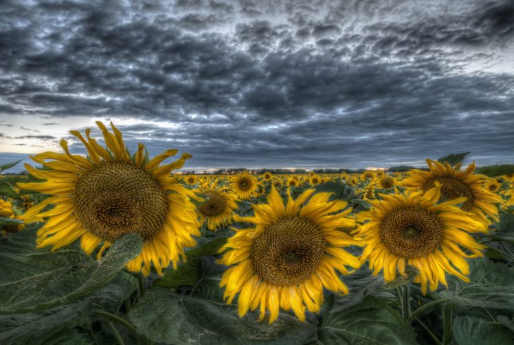 fields, Sunflowers, Hdr, Nature, Flowers HD Wallpaper Desktop Background